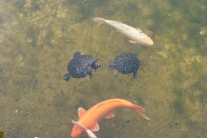 红色幻灯片滑动器男性两栖沼泽动物耳朵池塘居住花园生物学生物图片