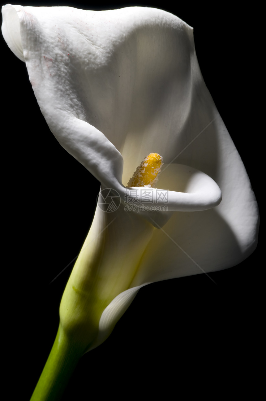 乔伊植物邀请函奢华香味婚礼压痛美丽植物群婚姻花瓣图片