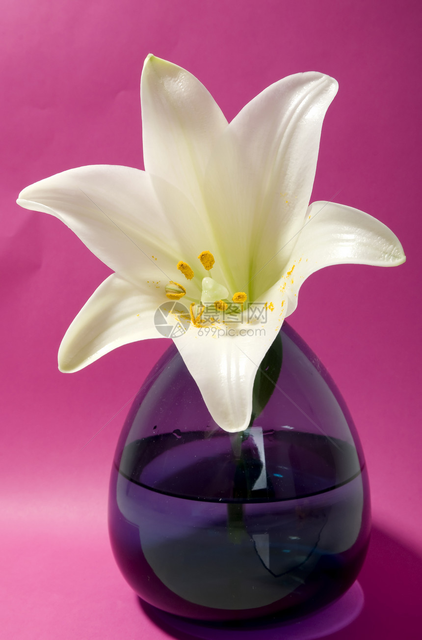粉红背景的白百合订婚花瓶压痛香味奢华美丽艺术热情植物群图片