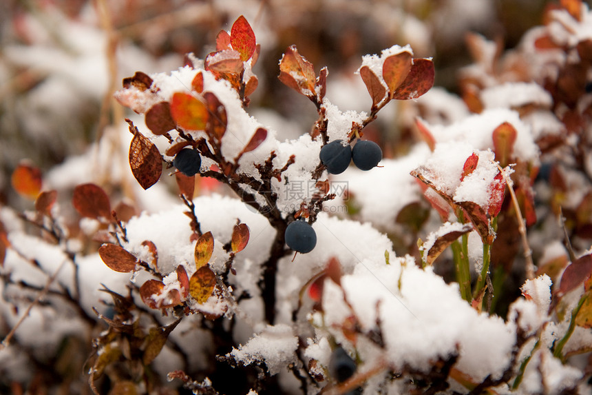 白莓树丛上第一次下雪图片