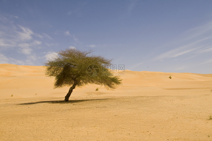 撒哈拉孤树图片