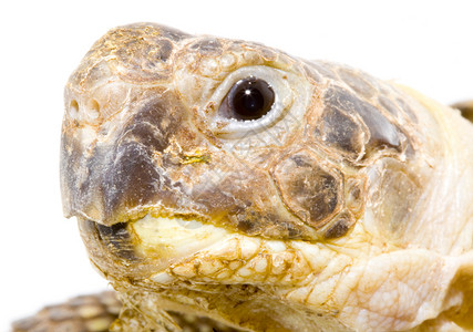 测试场野生动物动物爬虫眼睛乌龟生物受保护爬行动物背景图片
