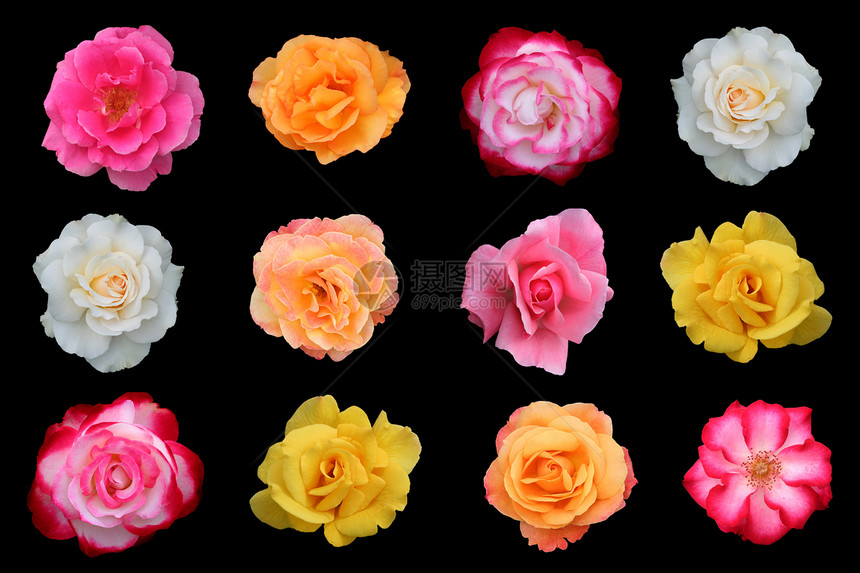 美丽玫瑰花的集合粉色花朵红色橙子白色黑色团体花瓣玫瑰黄色图片