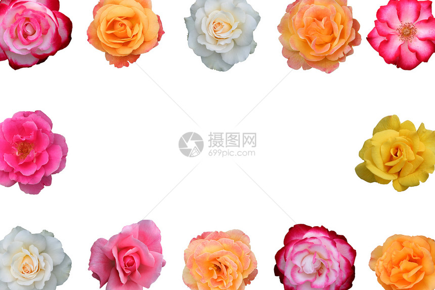 美丽玫瑰花的集合粉色花语红色花朵黄色花瓣橙子团体香味玫瑰图片