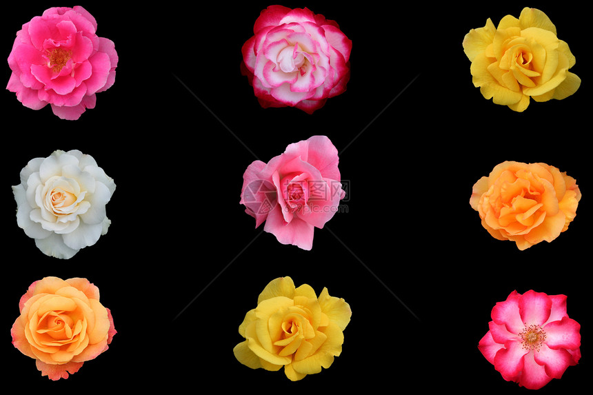 美丽玫瑰花的集合玫瑰花朵红色白色香味芳香花语粉色橙子黑色图片