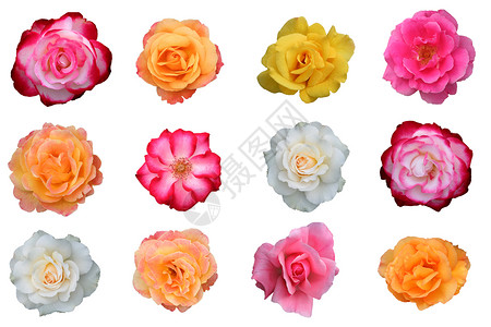 美丽玫瑰花的集合花朵黄色花瓣香味芳香红色花语玫瑰粉色白色背景图片