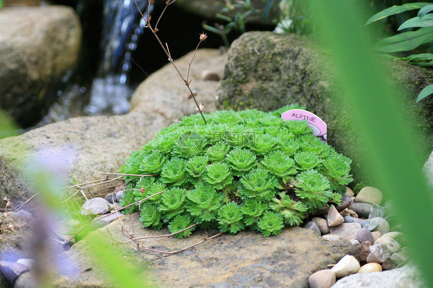 花园瀑瀑栅栏瀑布池塘野生动物蝾螈绿色花朵图片