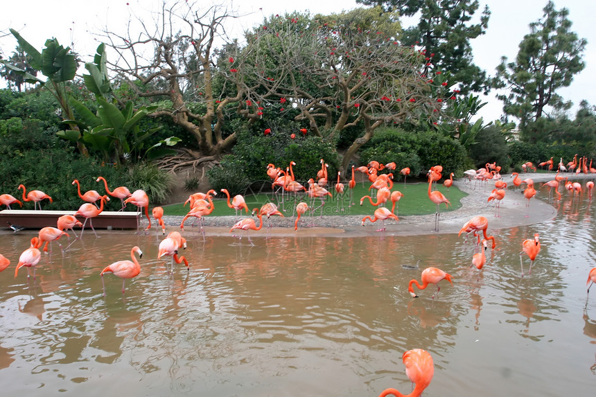 大火烈哥热带鸟类池塘异国玫瑰烈鸟翅膀橙子情调脖子图片