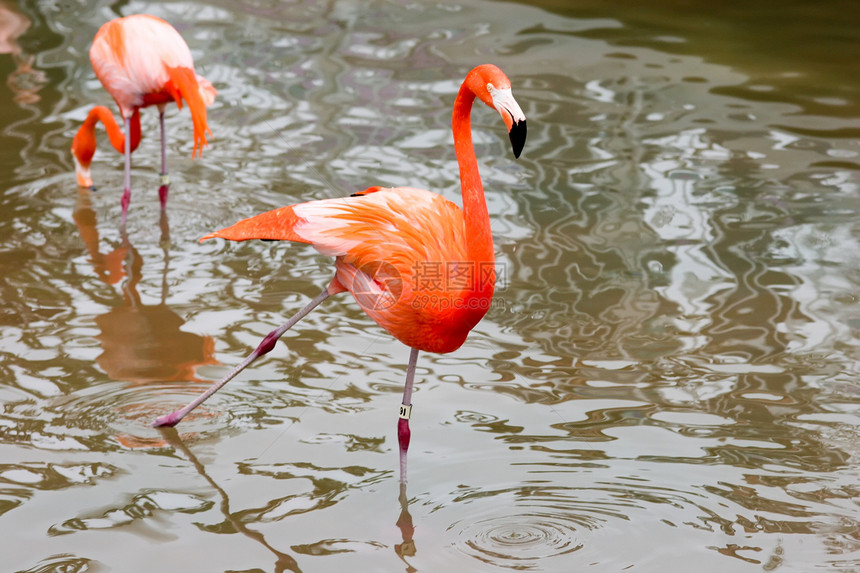 大火烈哥情调池塘鸟类热带脖子烈鸟橙子翅膀异国动物图片