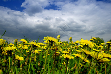 黄花黄色植物天空绿色场地草地地平线背景图片