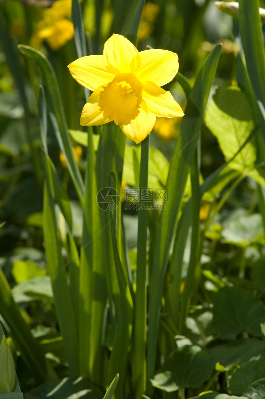 绿草上的黄色自恋植物学天空花园园艺绿色生长花朵植物水仙季节图片