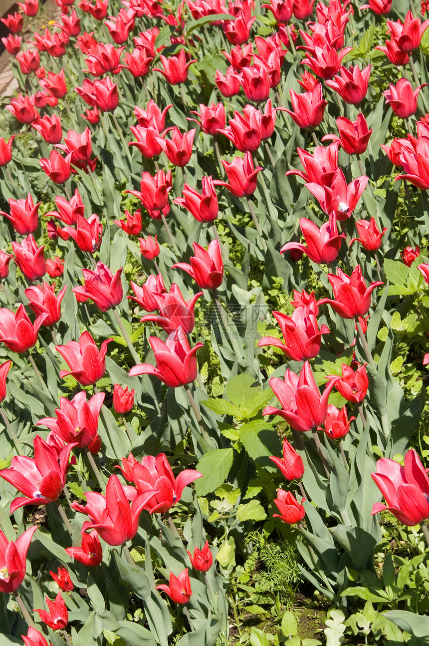 红郁金流字段季节植物群花瓣花朵公园生长花园叶子场地植物图片
