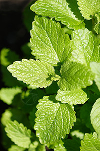 香蜂花柠檬光植物芳香树叶草本药品绿色香膏草药草本植物食物背景