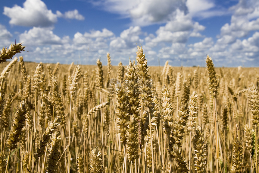 小麦农田蓝色农业收成农村棕色农作物天空场地丘陵图片