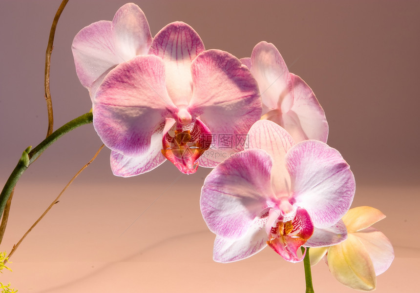 阴阳性情调兰花叶子热带美丽植物学异国花园花瓣植物图片