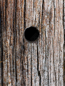 洞洞孔伤口灰色树干棕色圆圈腐烂日志森林木材隧道背景图片