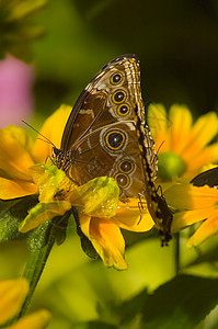 蝴蝶昆虫动物群荒野植被绿色白色区系植物黑色花朵背景图片