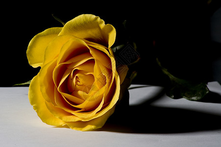 黄玫瑰区系玫瑰黄色花朵黑色植物白色背景图片