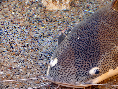 鱼热带鲶鱼宠物鱼缸淡水背景图片