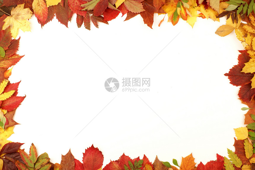 充满多彩的秋秋框架装饰品季节绿色紫色金子森林红色植物黄色花园图片