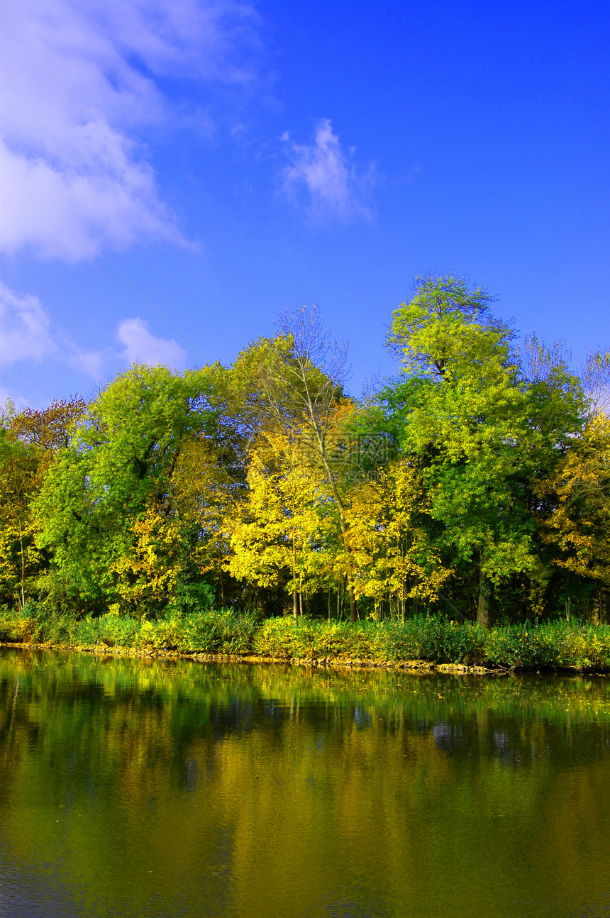 秋天森林 无蓝蓝天空木头叶子草原多云公园蓝色绿色树叶树木图片