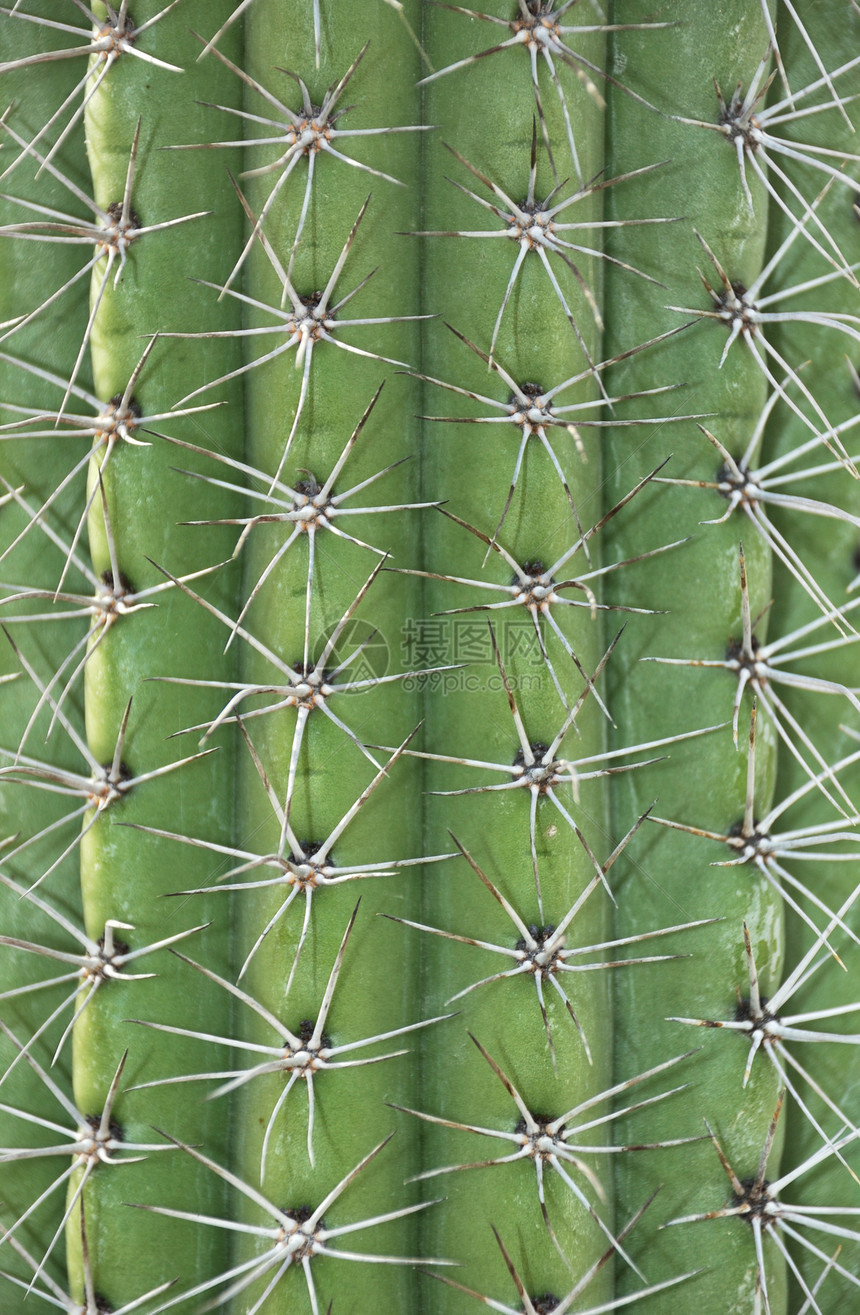 Cactus 中继器图片