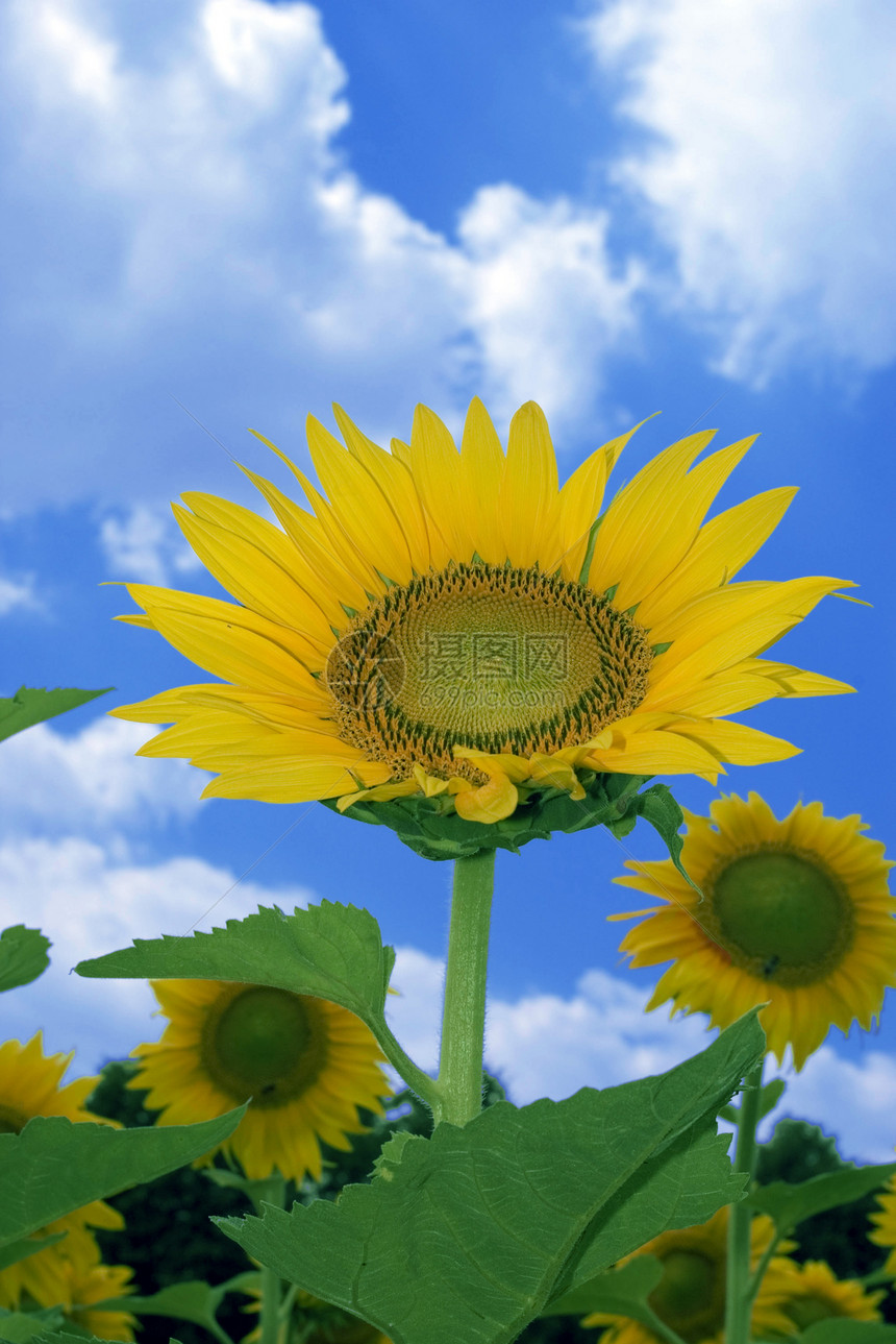 向日葵场地植物阳光生长蓝色自由蔬菜花粉花瓣场景图片