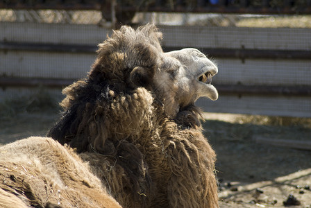骆驼脸沙漠动物运输动物学驼峰头发棕色野生动物背景图片