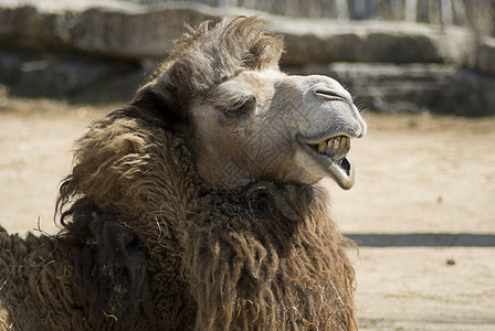 骆驼脸棕色驼峰动物学沙漠野生动物动物运输头发背景图片