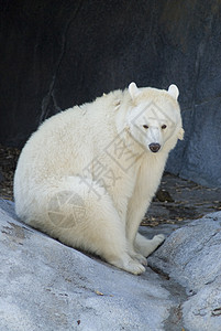 阿尔比诺黑熊高清图片