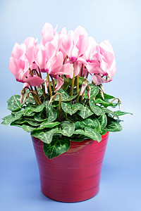 粉红色火焰花瓣绿萝叶子柔软度淡紫色盆栽礼物花园花朵植物背景图片