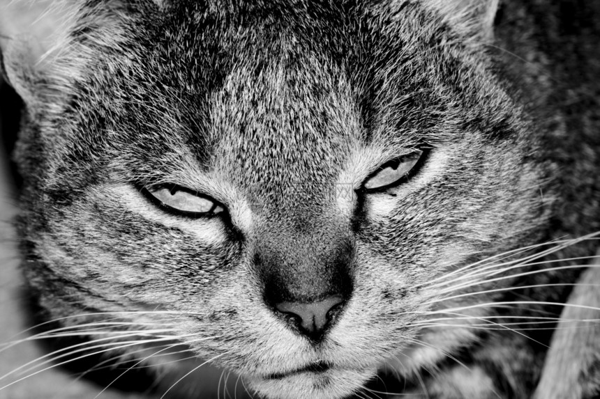 普塞尔语Name野猫猫科动物卡通片动画片动物胡须猫咪夹克宠物友谊图片