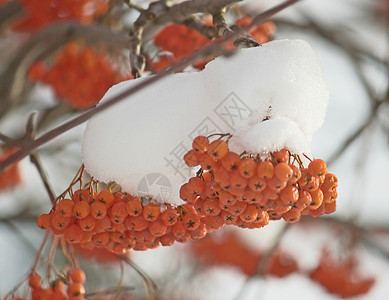冬季照片季节浆果白色树木植物红色高清图片