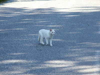 猫在路上白色白猫背景图片