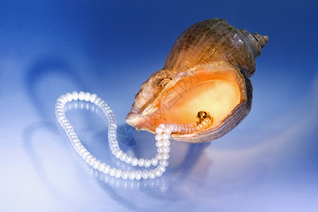 珍珠珠饰品贝类项链财富白色珠宝魅力奢华宝石蓝色背景图片