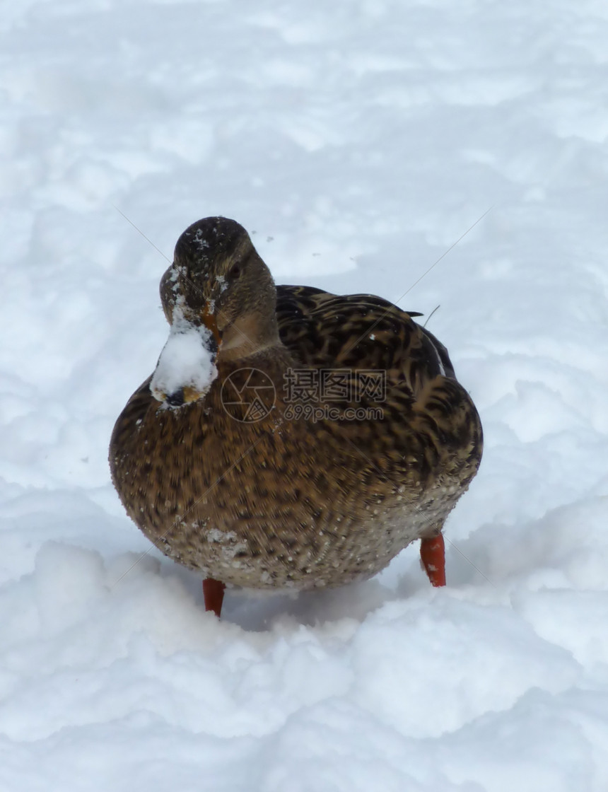 在雪上行走的马华达鸭图片