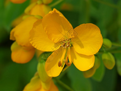 橙色花花花瓣雌蕊太阳花朵植物黄色植物学背景图片