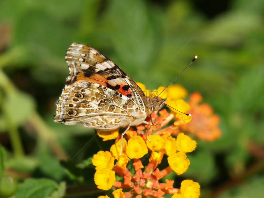 亚特兰大花上的蝴蝶植物群植物学昆虫季节动物黄色花园翅膀雄蕊图片