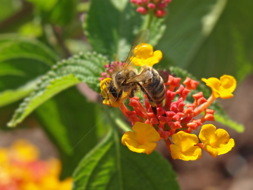 亚特兰大花上蜜蜂花园植物学季节昆虫植物群蜂蜜盘子雄蕊黄色工作图片