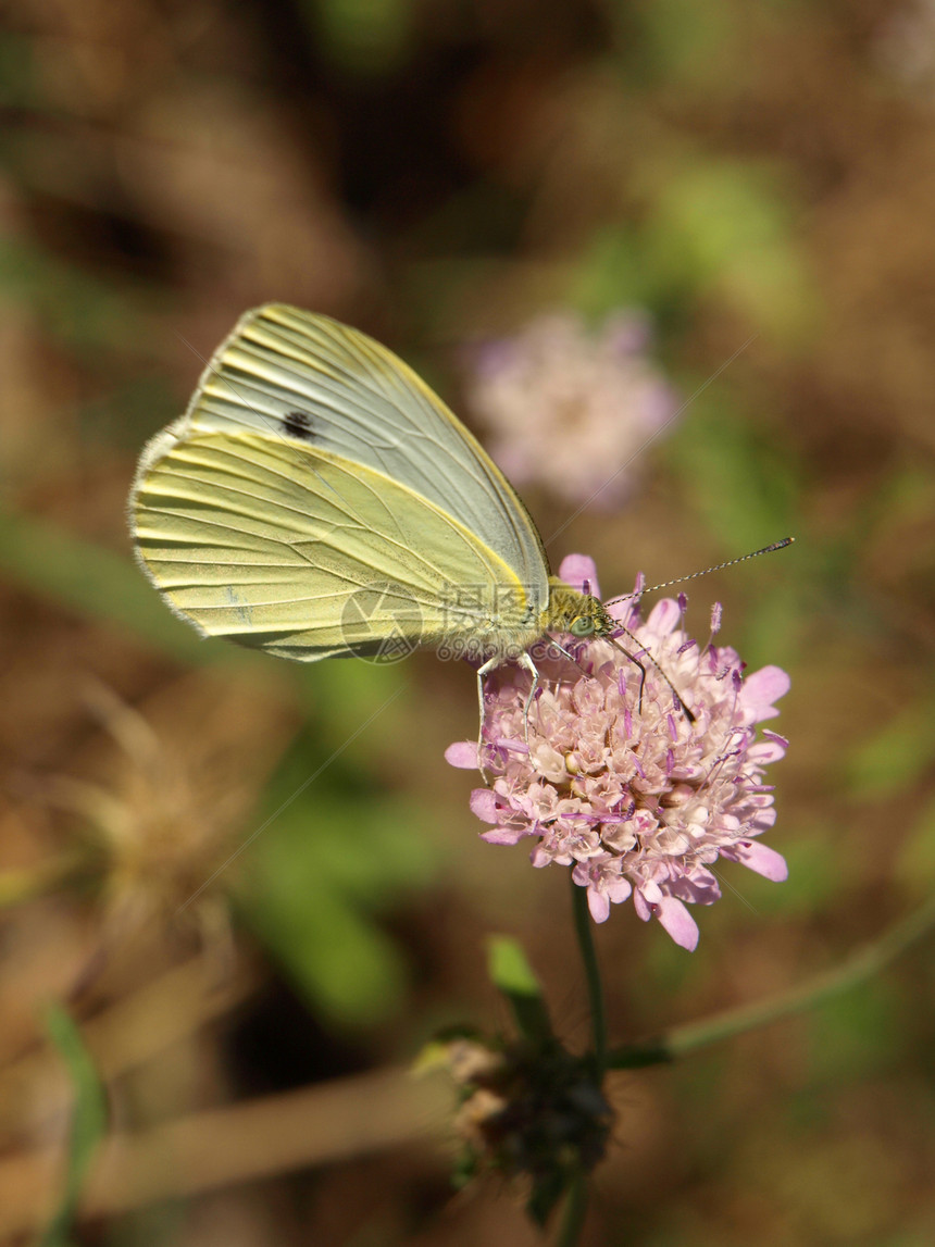 蝴蝶在花朵上昆虫植物学植物群雄蕊花园季节翅膀黄色动物图片