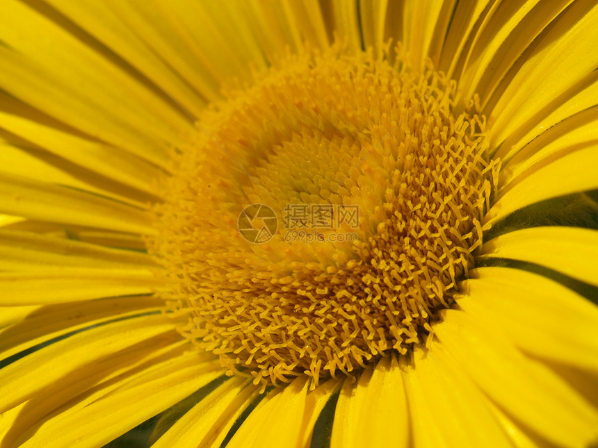 黄黄色花朵花园雌蕊宏观植物学植物图片