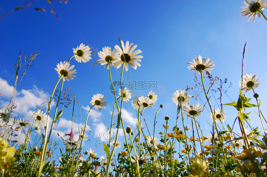 蓝天空下花朵的菊花享受草地地平线太阳季节宏观蓝色公园阳光花瓣图片