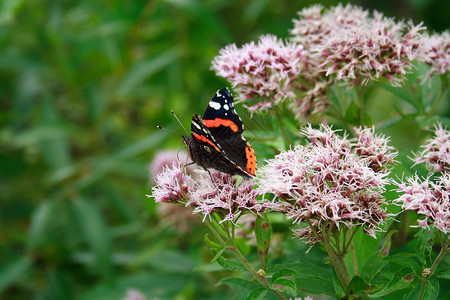 花朵上的蝴蝶生活花蜜野生动物植物绿色太阳翅膀场地昆虫生物学背景图片
