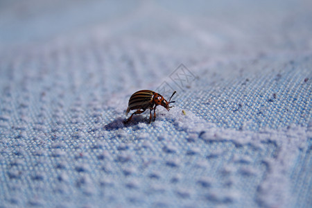 土豆甲虫蓝色白色腰带害虫昆虫土豆蛭石黑色太阳材料高清图片