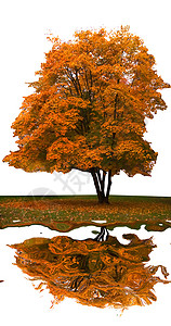 树橙子黄色红色孤独背景图片