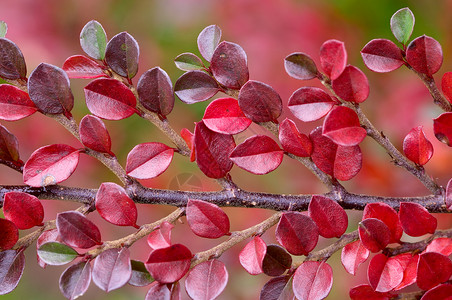 秋季分支红色叶子花园树叶绿色枸子枝条背景图片