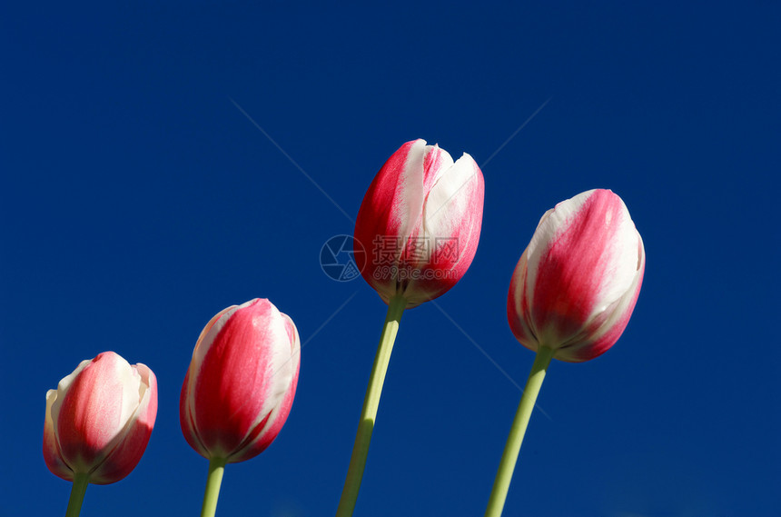 粉红白郁金香与深蓝天空图片