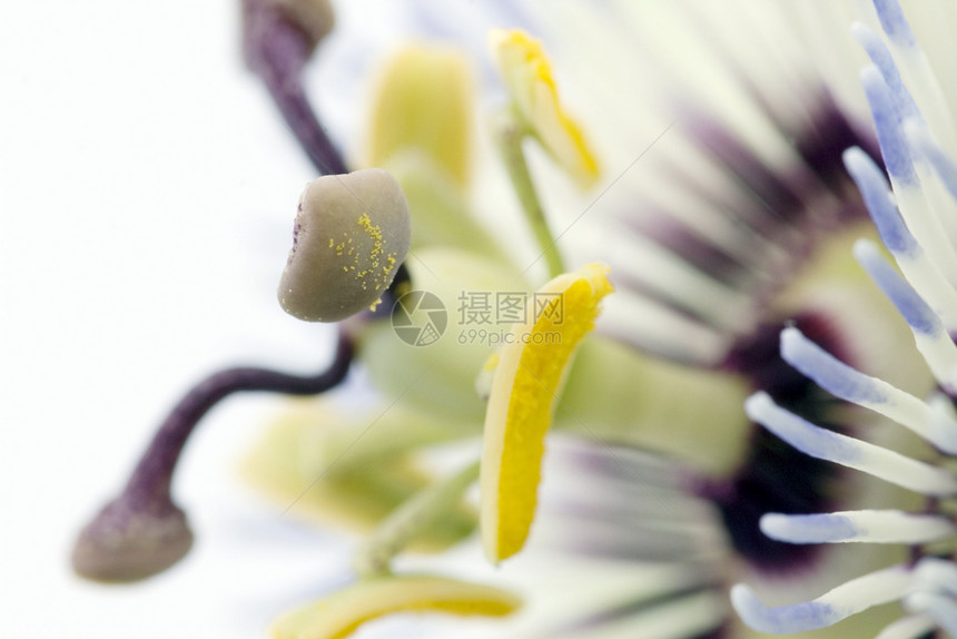 紫色激情花植物藤蔓黄色热情蓝色花园花粉白色植物群花瓣图片