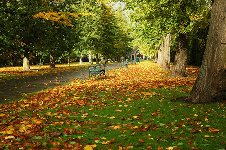 Cardiff 公园长椅绿色树叶黄色树干小路背景图片