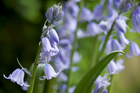 蓝铃蓝色林地季节紫色英文花花瓣季节性植物管状花粉背景图片